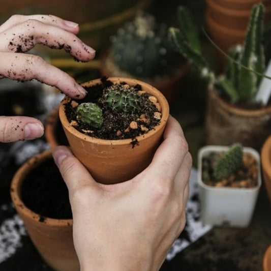 Transplantarea corectă a plantelor de apartament