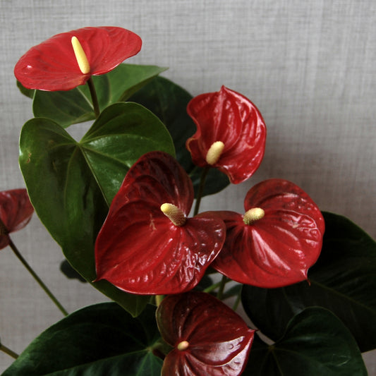 5 plante de apartament romantice