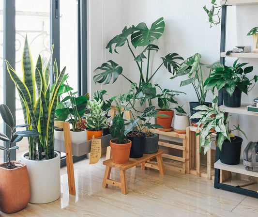 6 greșeli fatale de îngrijirea plantelor de apartament pe timp de iarnă