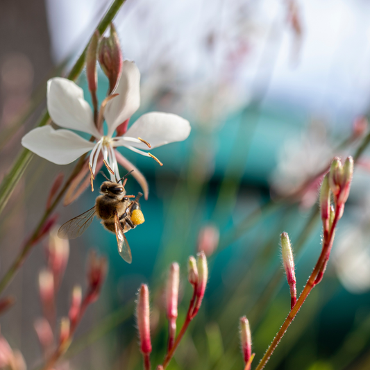 Gaura lindheimeri 'Ellura White' - Planta albinei
