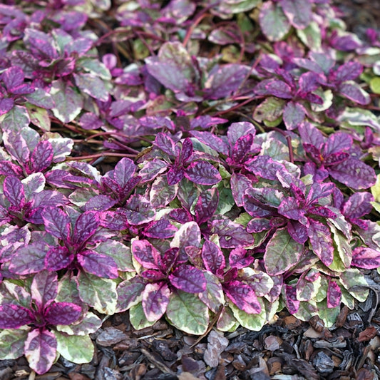 Ajuga reptans 'Burgundy Glow' apreciată pentru frunzișul său multicolor și aspectul decorativ pe tot parcursul anului.