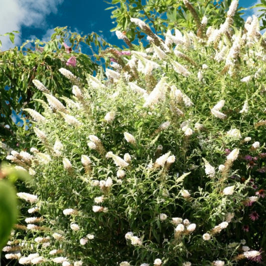 Buddleja'White Profusion'-creștere viguroasă, formând tufe dense, arcuite și elegante.