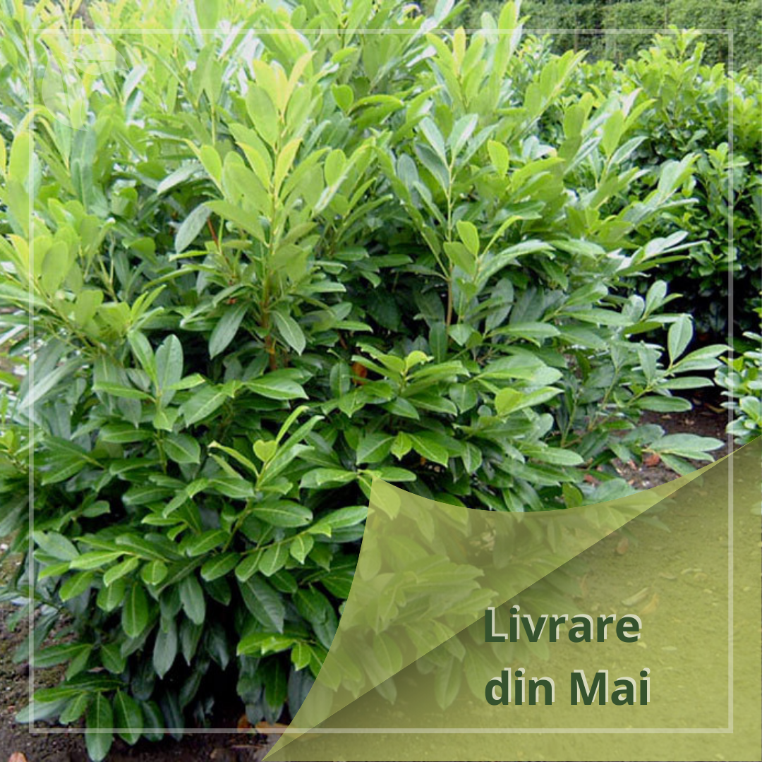 Prunus laurocerasus 'Caucasica'
