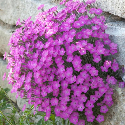Garoafa pitic 'Petit' este o alegere excelentă pentru grădini de rocă.