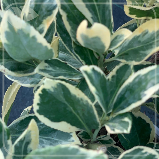 Euonymus ‘Bravo’ apreciat pentru frunzișul său bicolor spectaculos, în nuanțe de verde intens cu margini crem-gălbui.