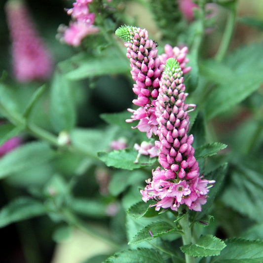 Veronica longifolia 'First Love'