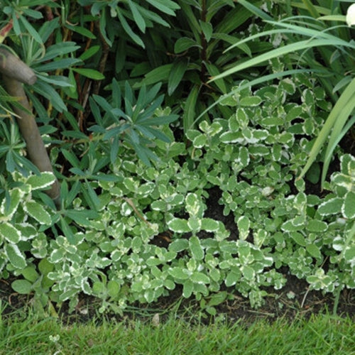Mentha suaveolens 'Variegata' cu frunzele sale variegate luminizează instant orice zonă a grădinii.