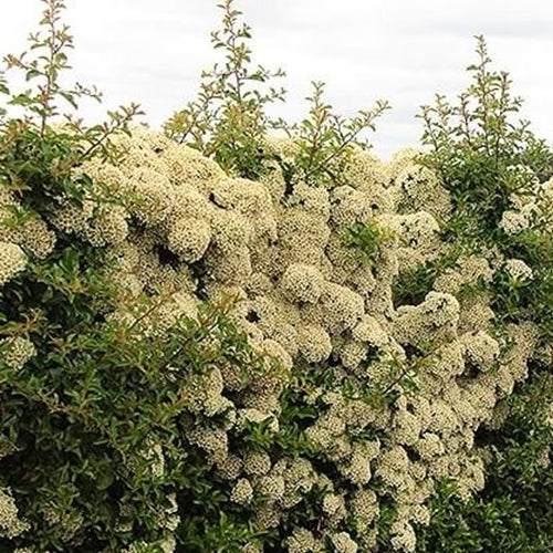 Pyracantha 'Teton'-gard viu