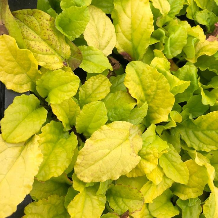 Ajuga reptans ‘Gold Chang’ (Vinețica) este o plantă perenă cu frunze aurii, apreciată pentru acoperirea soluluiin grădină.
