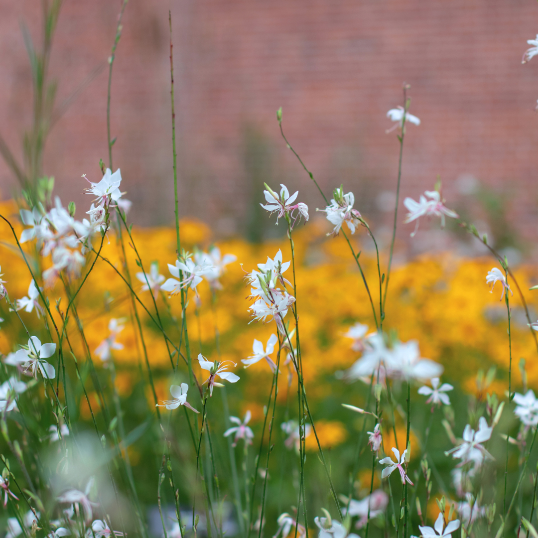 Cu floarea albinei în compoziții de plantare.