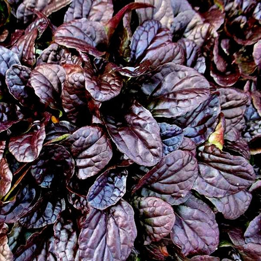 Frunzele Vineticăi sunt ovale, cu margini ușor ondulate, având o nuanță intensă de purpuriu închis spre negru.