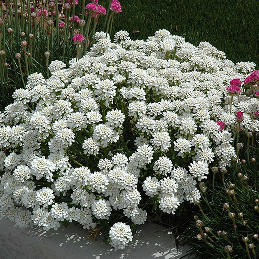 Lilicelul se combină armonios cu alte plante perene și acoperitoare de sol, aducând contraste plăcute de textură și culoare.