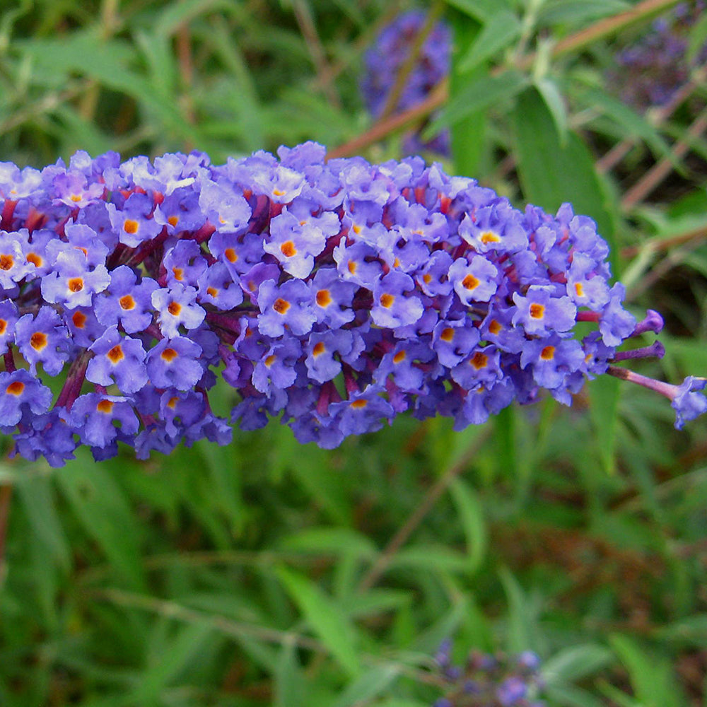 Buddleja davidii ‘Nanho Blue’-Florile delicate, de un albastru-violet cu centru portocaliu, atrag numeroși fluturi și albine.