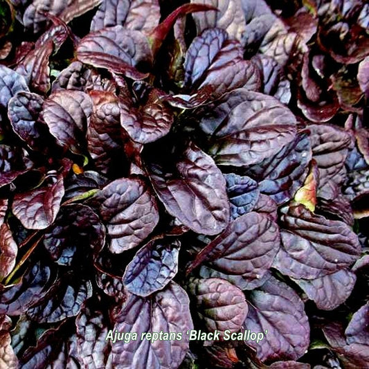 Pachet ‘Umbra fermecată’
