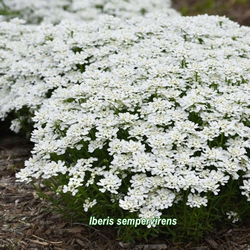 Iberis sempervirens în strat de flori