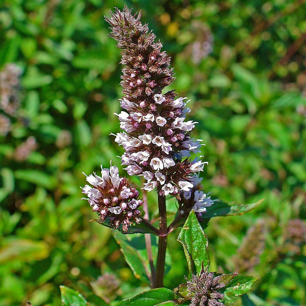 Mentha piperita