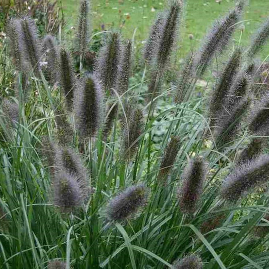 Pennisetum alupecuroides 'Black Beauty' (Iarba chinezească)