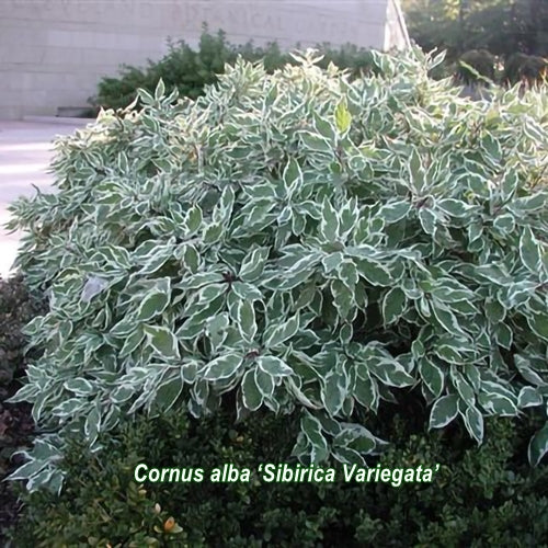 Cornus alba Sibirica Variegata în strat de flori