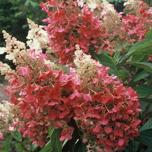 Hydrangea paniculata 'Pinky Winky'-Hortensia cu panicule floare
