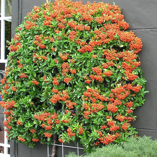 Pyracantha Orange glow