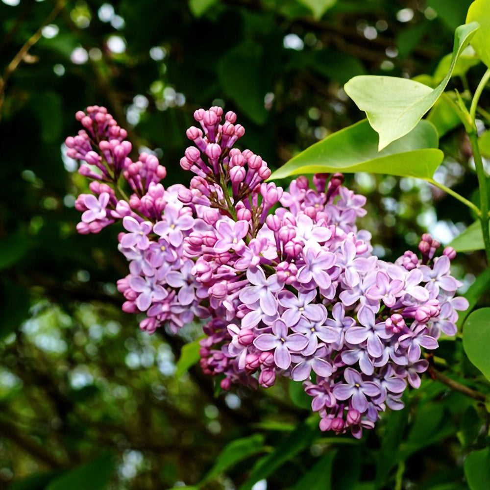 Flori de liliac pitic
