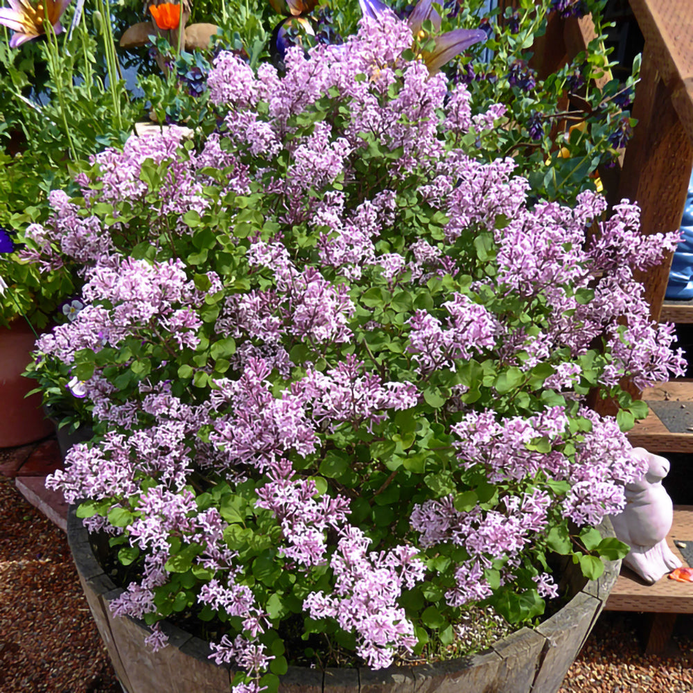 Syringa 'Palibin'-Liliac pitic în vas decorativ