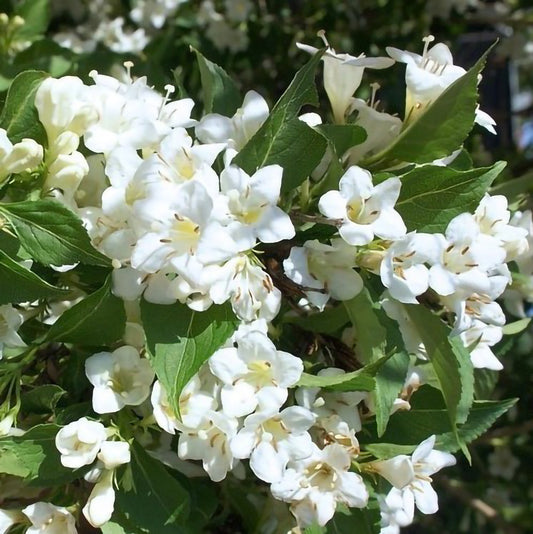 Weigela florida 'Alba'