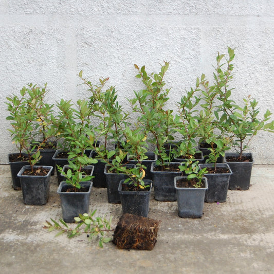 Pachetul conține 20 de plante viguroase, cu rădăcini bine dezvoltate, suficiente pentru amenajarea a 10 metri de gard viu.