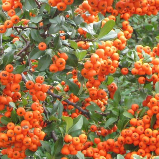 Pyracantha Orange glow - Din toamnă până la începutul primăverii, este plin de fructe portocalii intense.