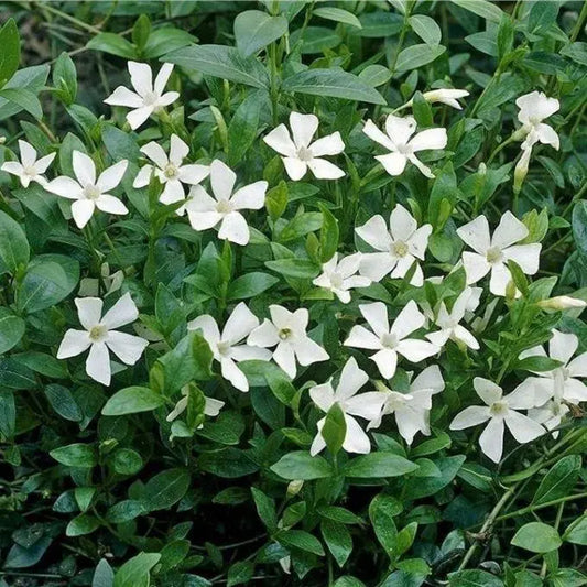 Frunzișul verde închis crează un contrast elegant cu florile albe, delicate.