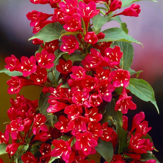Weigela 'Red Prince'-flori luxuriante de un roșu profund, catifelat, care nu își pierd intensitatea pe durata înfloririi.