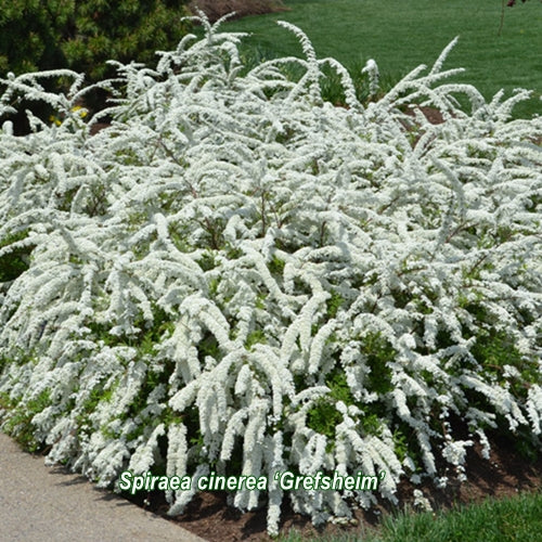 Spiraea cinerea Grefsheim în strat de flori