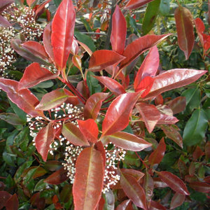 Photinia Red Robin-frunze decorative tot anul