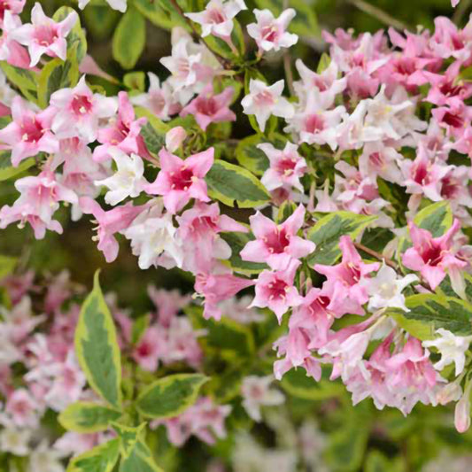 weigela variegata-ramurile se acoperă cu flori roz pal.