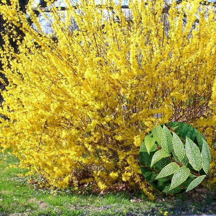 Forsythia viridissima 'Kumson'-Ploia de aur un soi impresionant