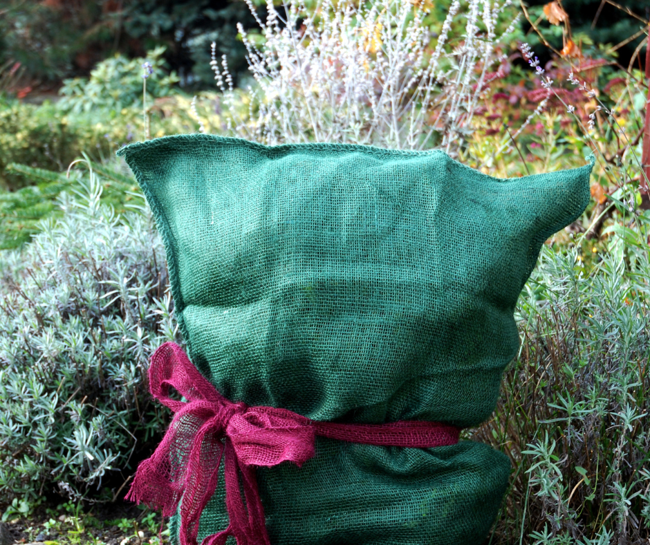 7 pași simplii pentru o iernare sigură a plantelor nou plantate