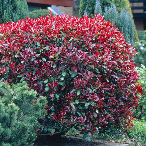 Photinia fraseri în grădină