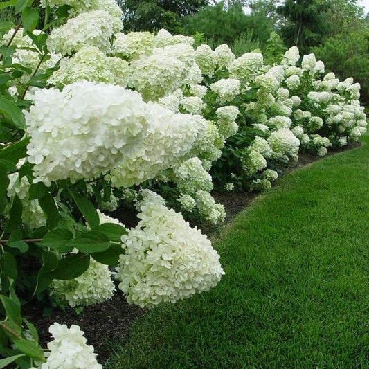 Hortensia 'Limelight'-gard viu