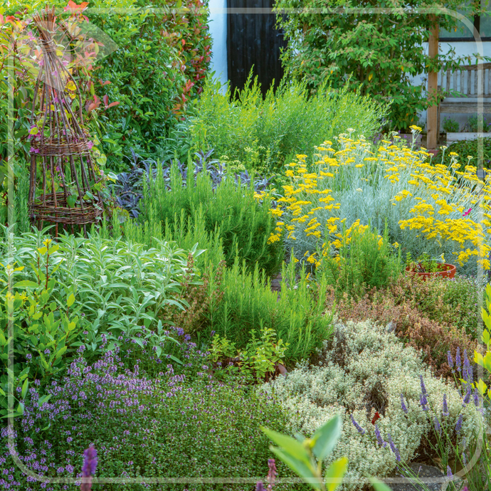Aromaterapie în grădina ta: Plante aromatice pentru sănătate și fericire