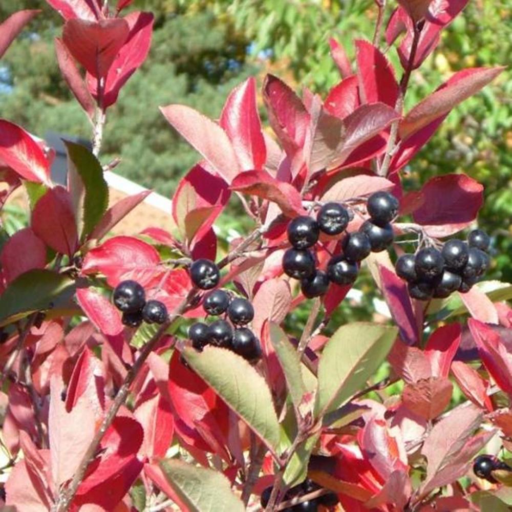 Aronia melanocarpa 'Hugin' (Scorușul negru)