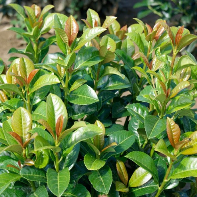 Laur englezesc (Prunus laurocerasus)- Protecția plantelor