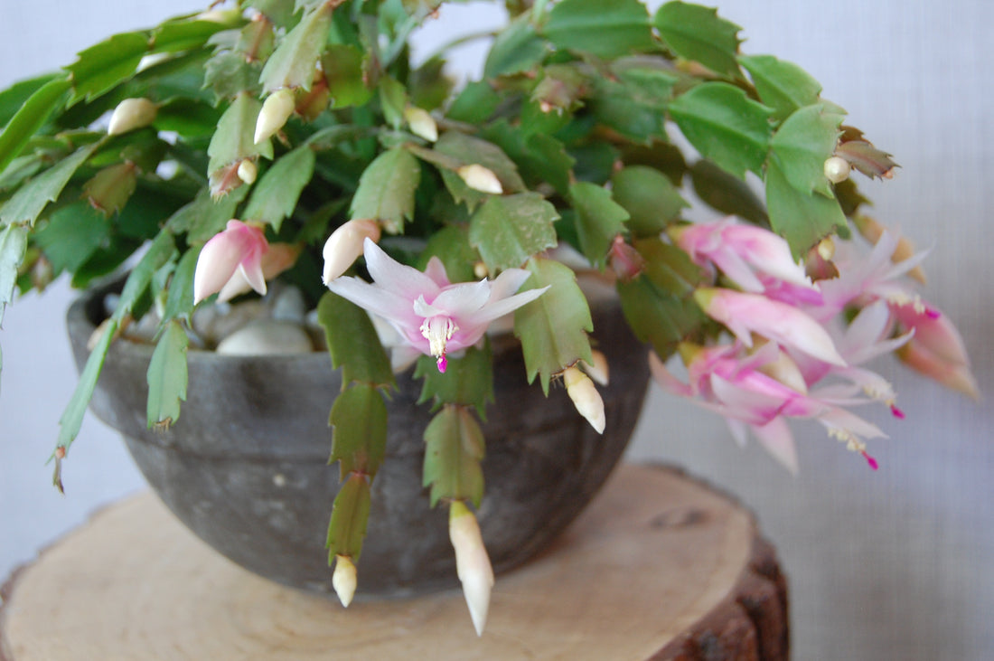 Schlumbergera truncata sfaturi de întreținere