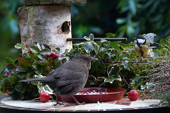 Cum să atragi păsările în grădina ta?