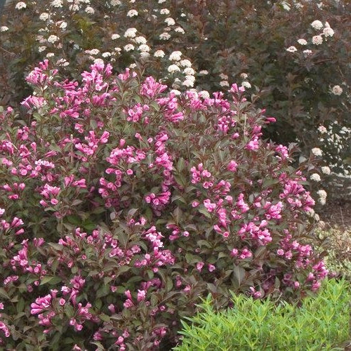 Minunata Weigela florida-atracția grădinii