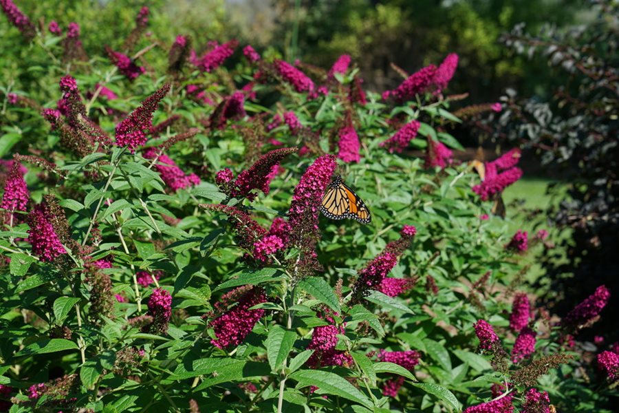 Liliac de vară - Sfaturi de plantare, întreținere