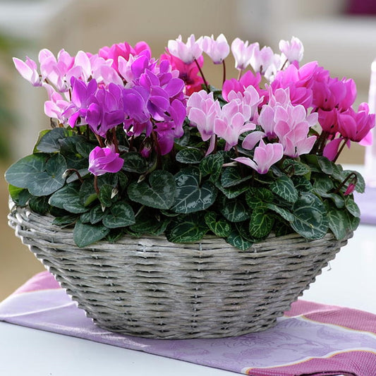 Cyclamen sfaturi de întreținere