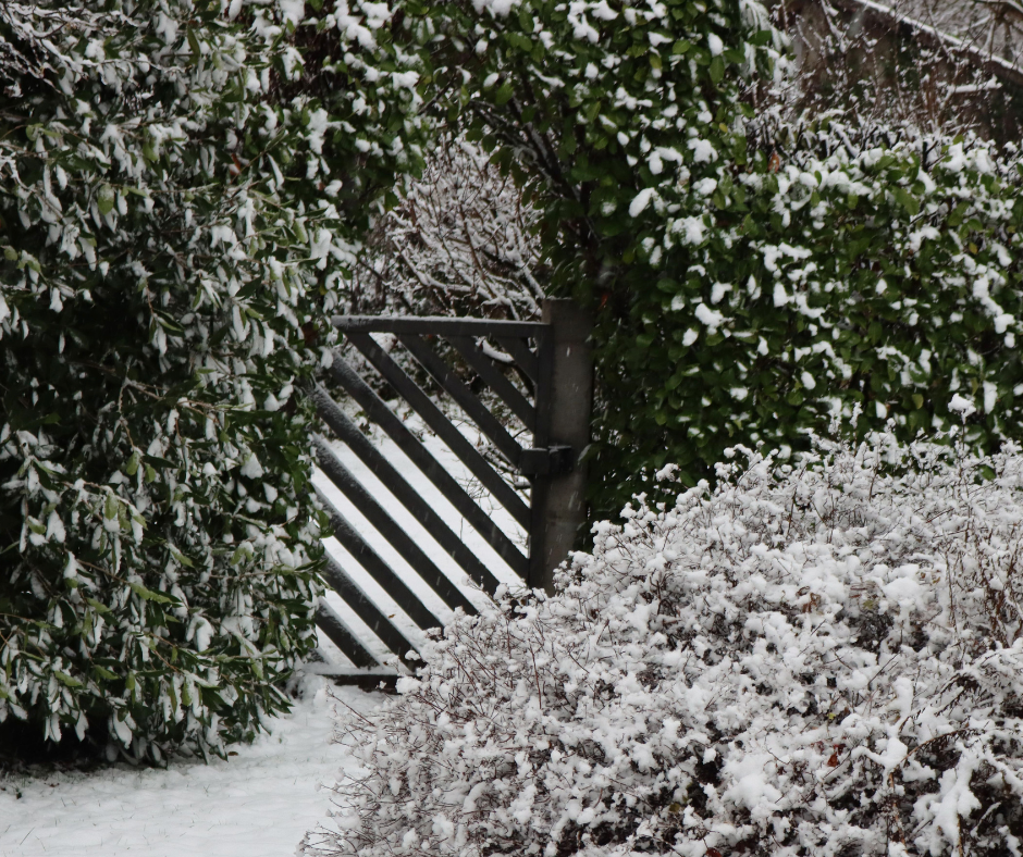 Cum îngrijim gardul viu veșnic verde iarna: probleme ascunse și soluții simple