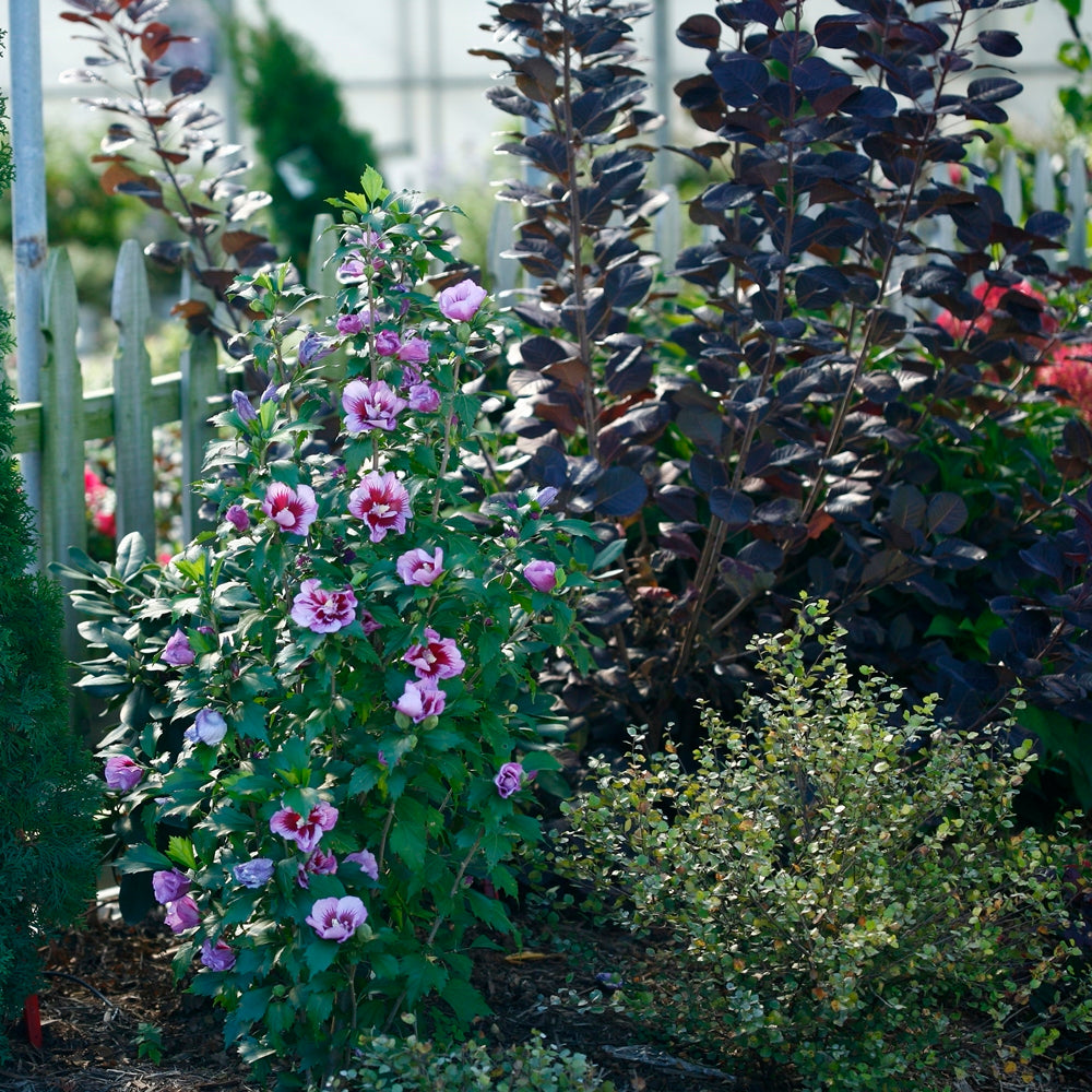 Hibiscus syriacus în grădină