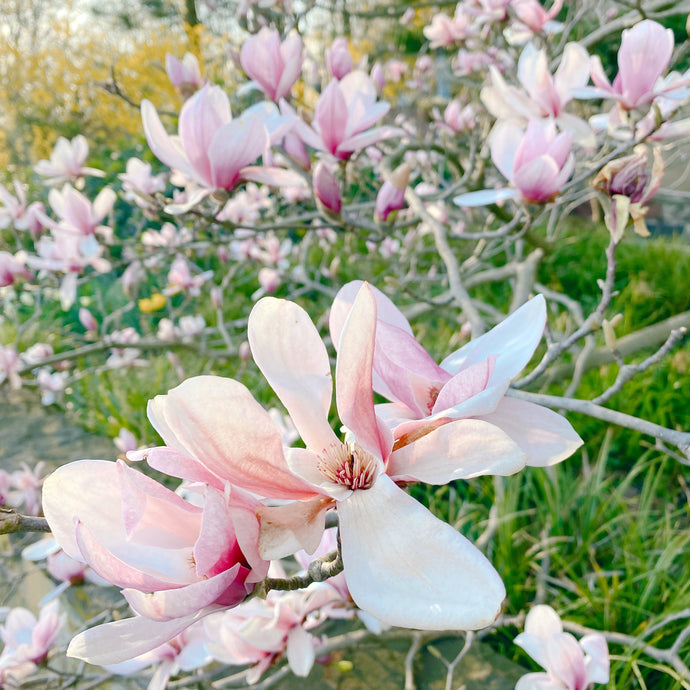 Magnolii - eleganță și rafinament în grădină