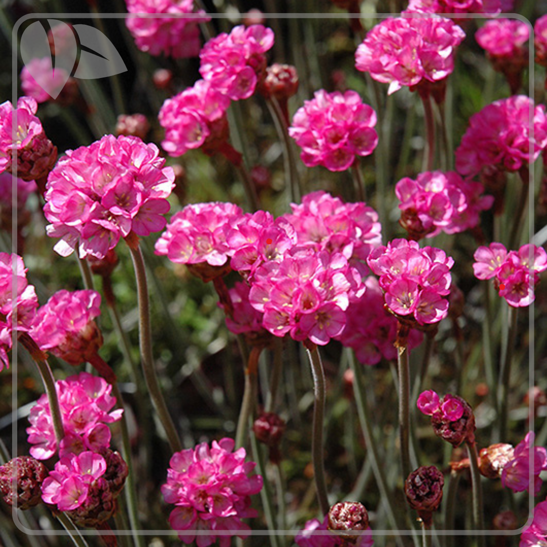 Armeria maritima 'Rubrifolia'